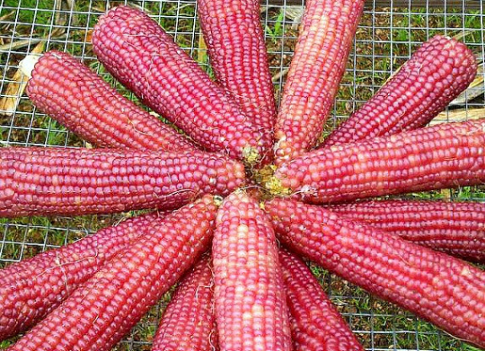 where to buy popcorn seeds for planting Mini Pink Popcorn – Smart Seeds Emporium