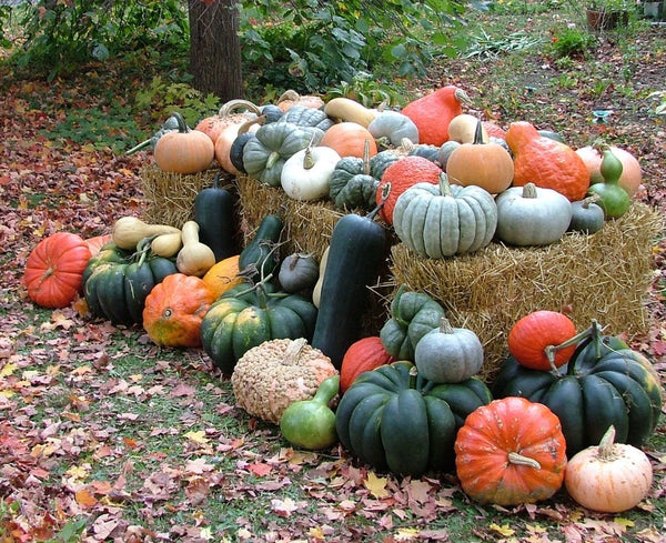 Rouge Vif D'Etampes, Cinderella Pumpkins