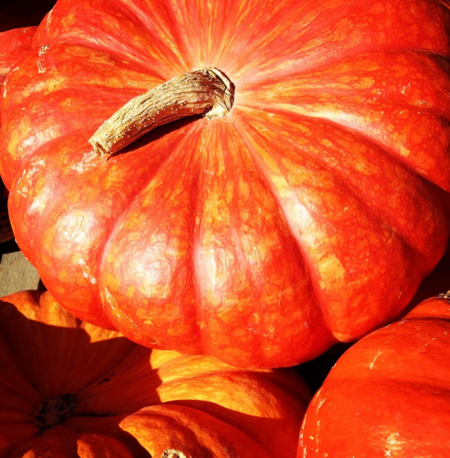 Rouge Vif D'Etampes, Cinderella Pumpkins