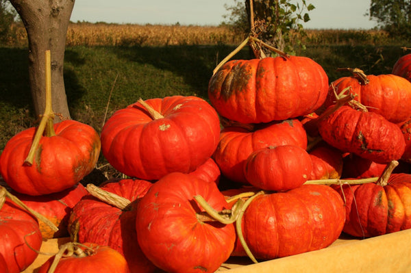 Rouge Vif D'Etampes, Cinderella Pumpkins