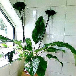 bat flower from seed Tacca chantrieri