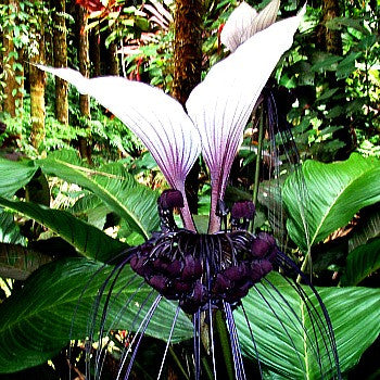 Tacca integrifolia   White Bat Flower