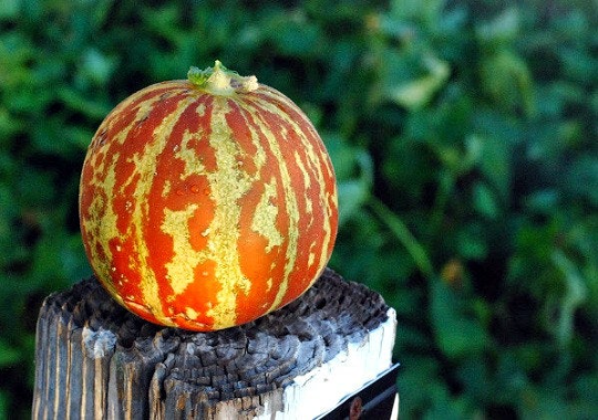 Tigger Melon