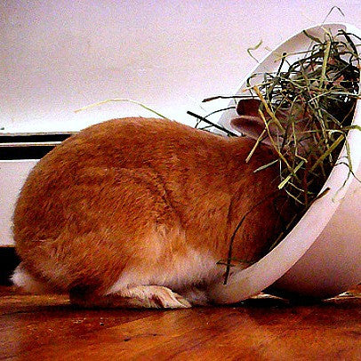 Timothy hay hot sale for rabbits