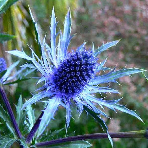 Garden Flowers
