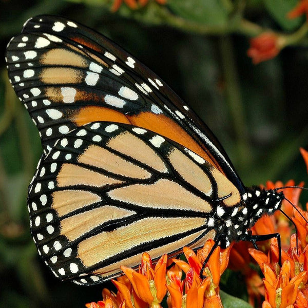 Butterfly Garden