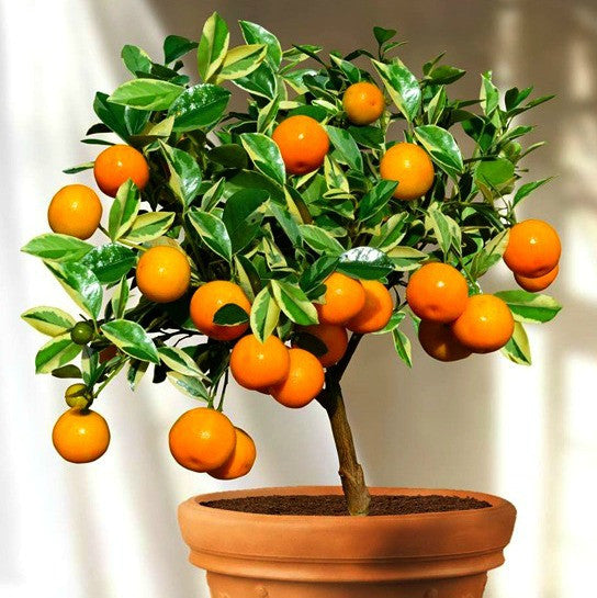 Indoors / Houseplants