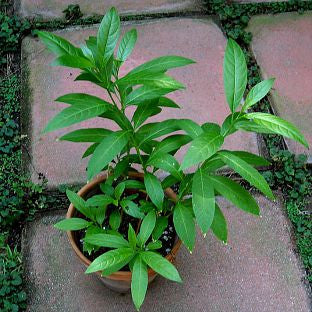 Live Plants