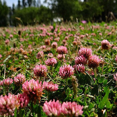 Groundcovers