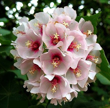 Flowering Trees