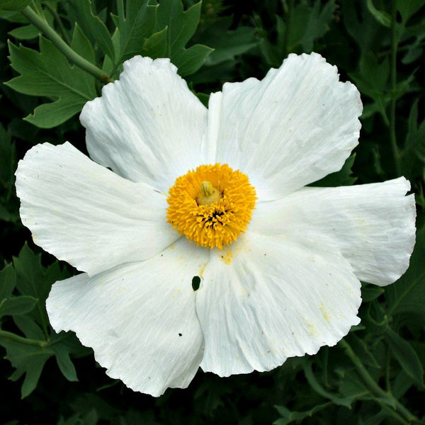 Drought-Tolerant Plants