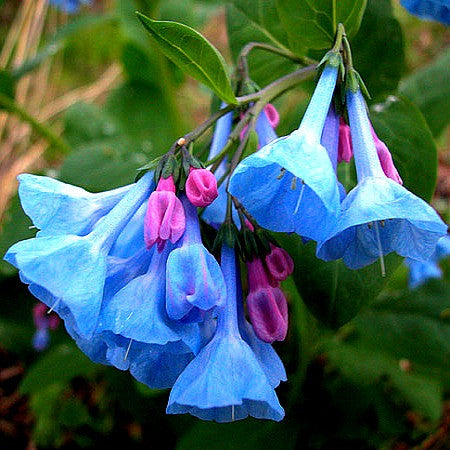 Shade Plants