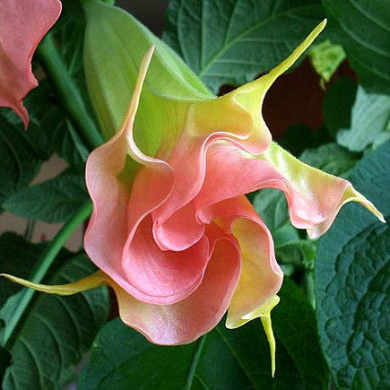 Fragrant Plants