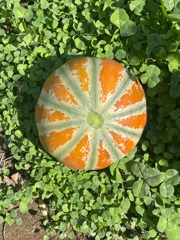 Kajari Melon - Rare Exotic Heirloom