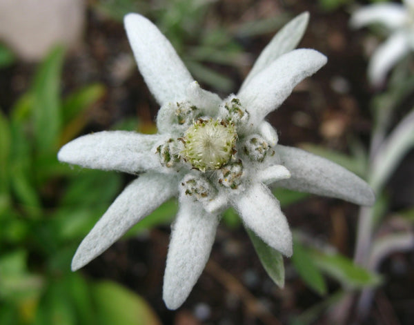 Leontopodium alpinum, Edelweiss