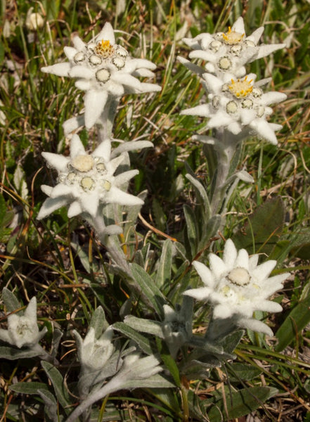 Leontopodium alpinum, Edelweiss