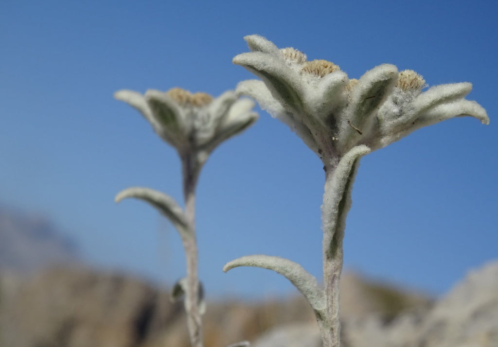 edelweiss flower seeds Edelweiss Perennial - 4 Plants