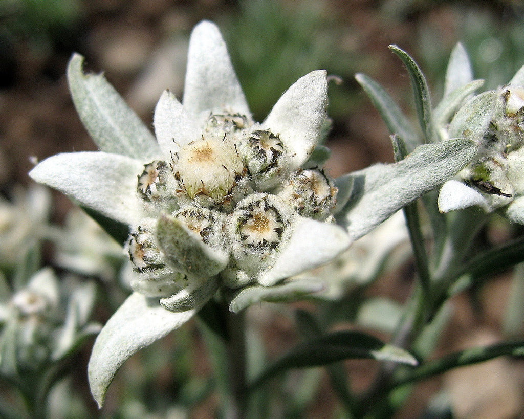 edelweiss flower seeds Edelweiss Perennial - 4 Plants