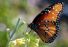 Asclepias subulata