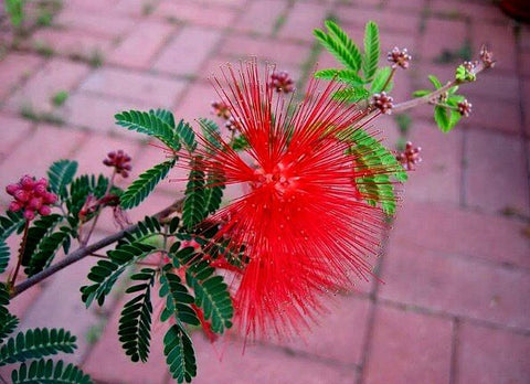 Baja Fairy Duster, Calliandra californica