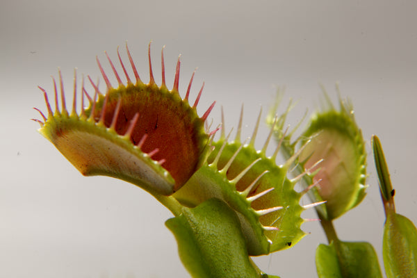 Dionaea muscipula, Venus Flytrap, 10 seeds, zones 7-10, eats insects, eats arachnids