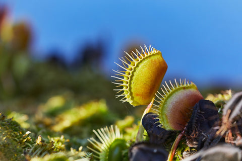 Dionaea muscipula, Venus Flytrap, 10 seeds, zones 7-10, eats insects, eats arachnids