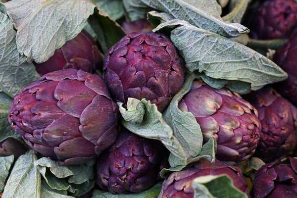 Purple Artichoke - Violette de Provence