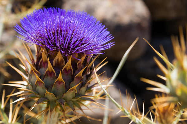 Purple Artichoke - Violette de Provence