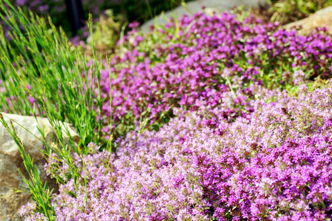 Creeping Thyme  - Fragrant Groundcover