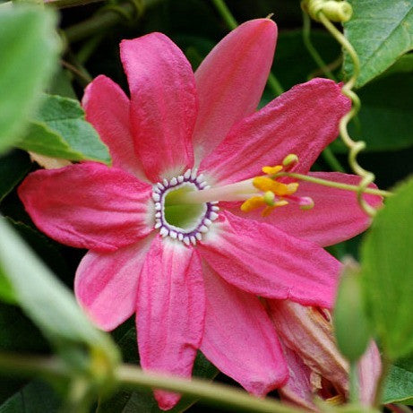 Passiflora mollissima - Banana Passion Fruit