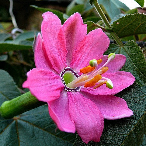 Passiflora mollissima - Banana Passion Fruit