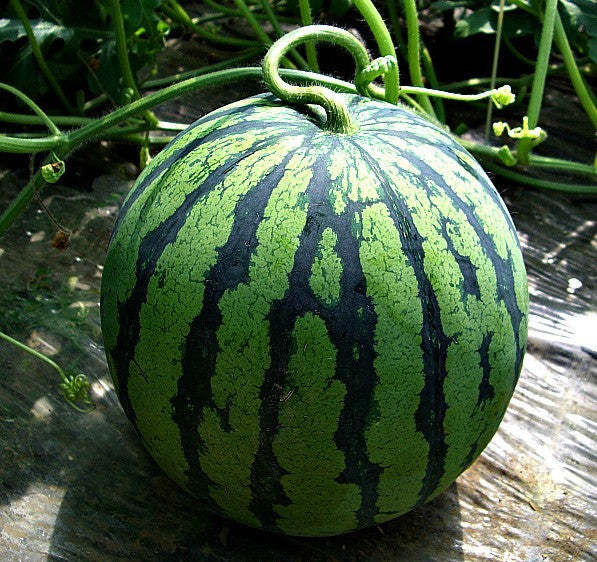 White Siberian  Heirloom Watermelon