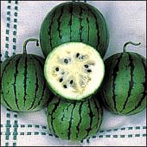 White Siberian  Heirloom Watermelon