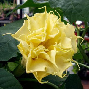 Datura metel  - Yellow Ballerina Datura