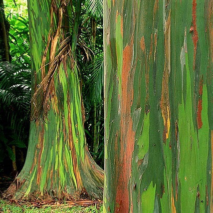 Eucalyptus deglupta - Rainbow Eucalyptus