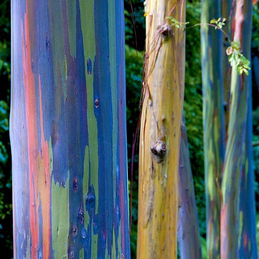 Eucalyptus deglupta - Rainbow Eucalyptus