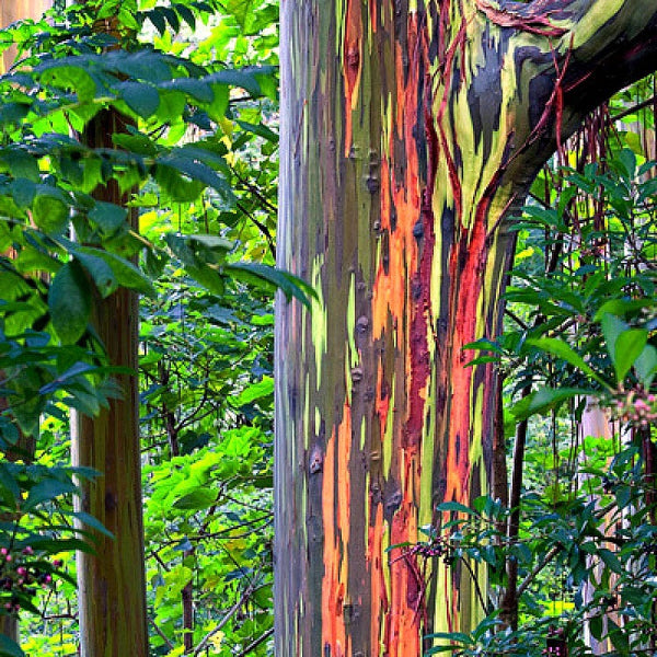 Eucalyptus deglupta - Rainbow Eucalyptus