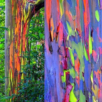Eucalyptus deglupta - Rainbow Eucalyptus