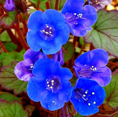 Phacelia campanularia - Desert Bluebells