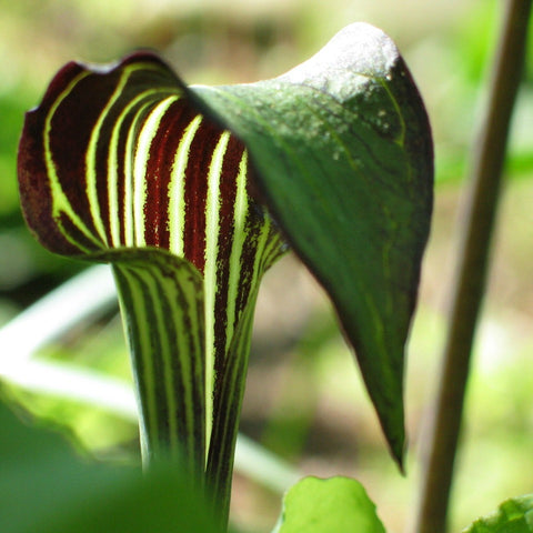 Arisaema triphyllum  Jack-in-the-Pulpit