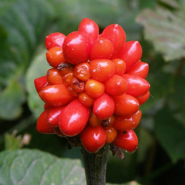 Arisaema triphyllum - Jack-in-the-Pulpit
