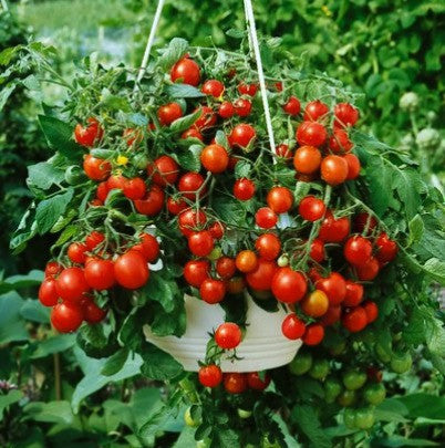 Tiny Tim - Heirloom Tomato