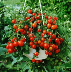 Tiny Tim - Heirloom Tomato