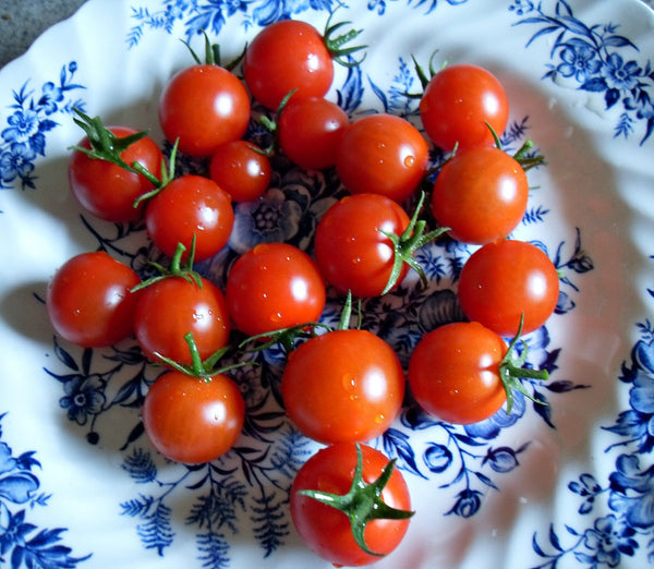 Tiny Tim - Heirloom Tomato