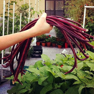 Red Noodle Bean - Asian Heirloom