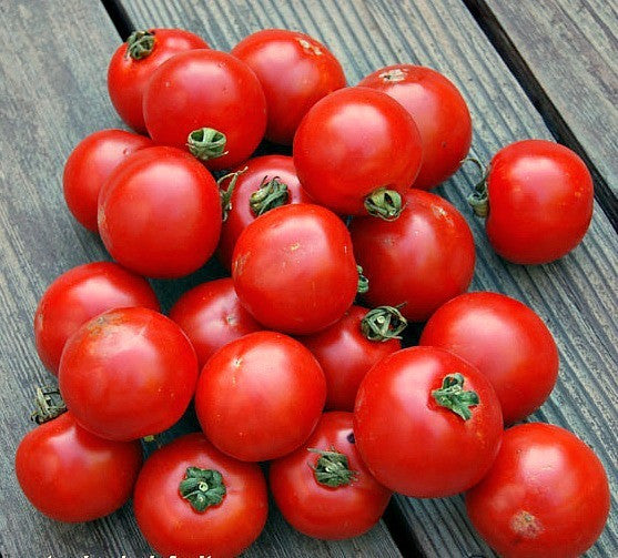 Sub-Arctic Plenty - Heirloom Tomato