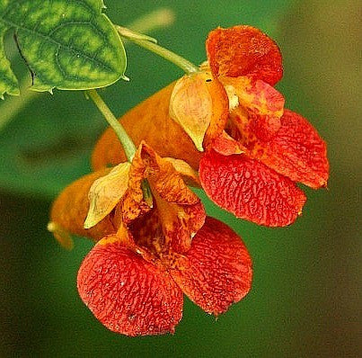 Impatiens capensis - Spotted Jewelweed