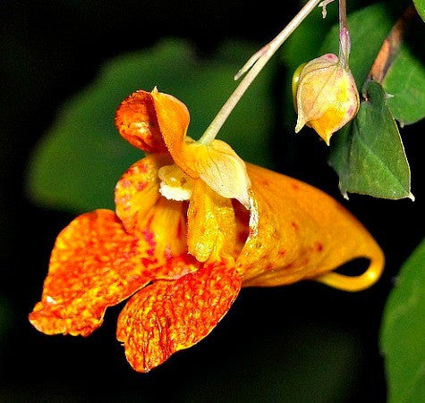 Impatiens capensis - Spotted Jewelweed