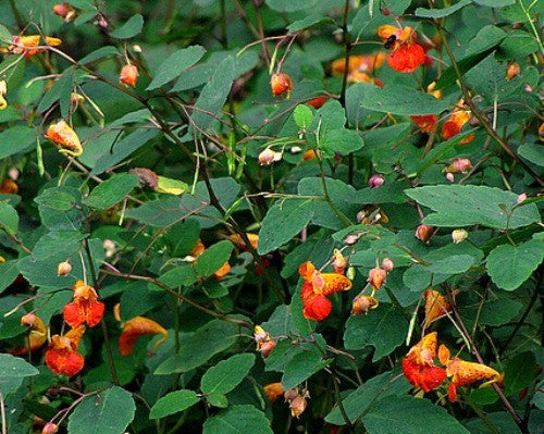 Impatiens capensis - Spotted Jewelweed