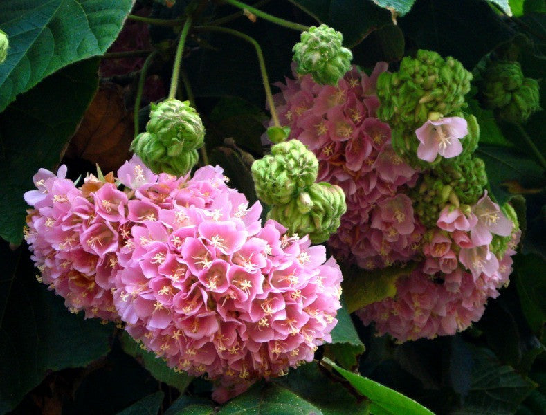 Dombeya burgessiae, Hydrangea Tree, 5 seeds Smart Seeds Emporium